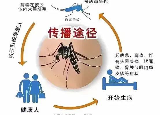 健康科普丨登革热要小心 做好预防是关键